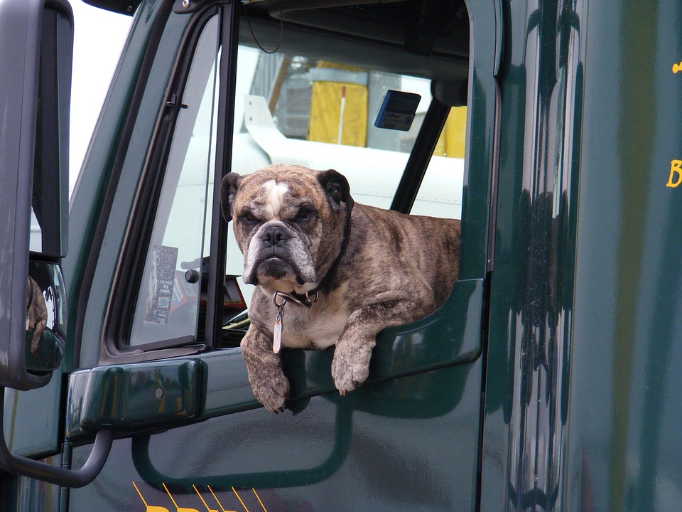 Trucker's Dog